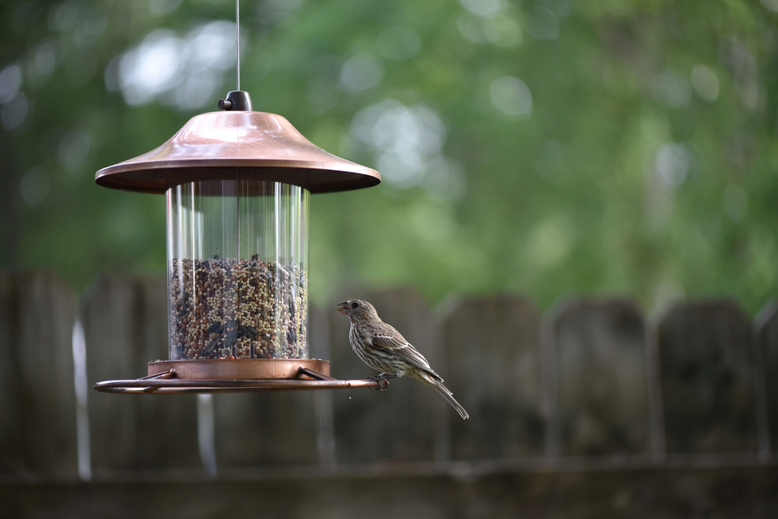 Gartenvogel am Kupfer-Futterspender mit Wildvogelfutter 25 kg