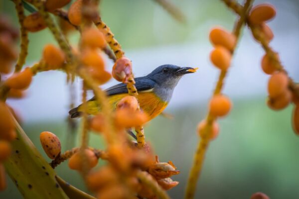 Reges Treiben im Garten: Vögel bei der Nahrungssuche unterstützen